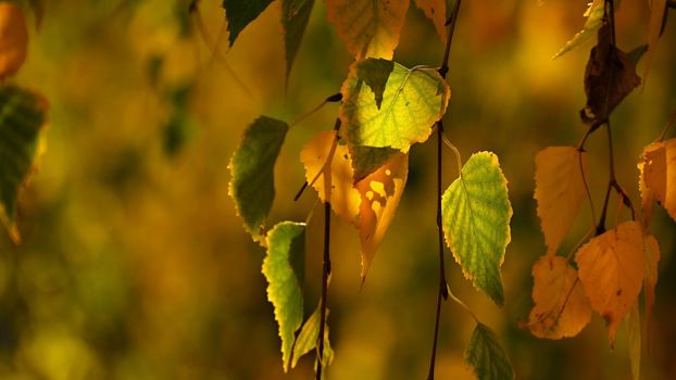 Autumn. Beautiful colorful leaves on trees in autumn time. Natural seasonal color background. 