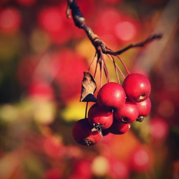 Rowan berries on a branch. (Sorbus alnifolia), (Sorbus aucuparia)