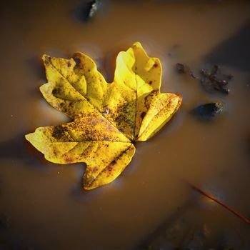 Autumn nature concept. Beautiful yellow leaf in a pool of water.