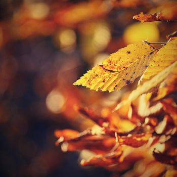 Autumn. Beautiful colorful leaves on trees in autumn time. Natural seasonal color background. 