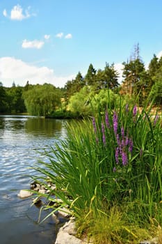 Beautiful purple flowers. Pond in the woods. Natural colorful background.