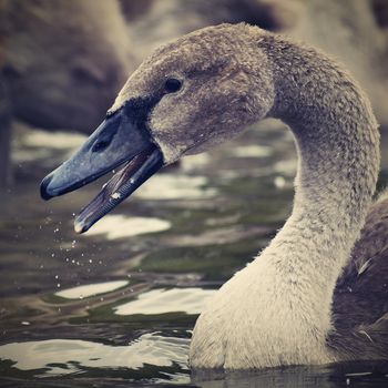 Beautifully young swan (Cygnus olor)