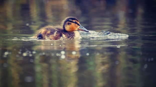 Small ducks on a pond. Fledglings mallards.(Anas platyrhynchos)