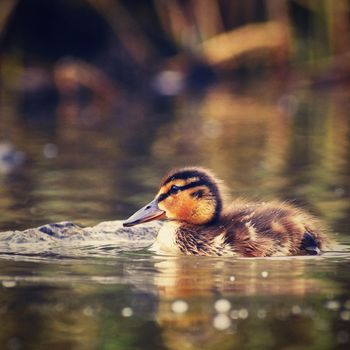 Small ducks on a pond. Fledglings mallards.(Anas platyrhynchos)