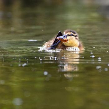 Small ducks on a pond. Fledglings mallards.(Anas platyrhynchos)