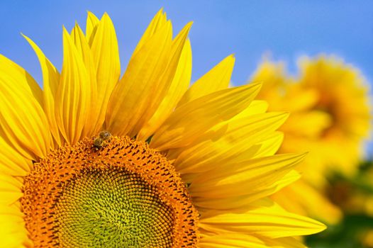 Beautiful yellow flowers - sunflower with bee. Traditional colorful summer background. (Helianthus)