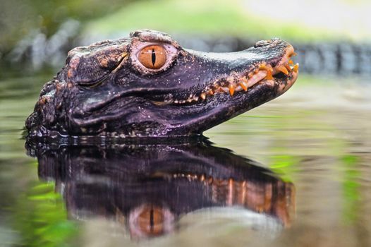 Beautiful close-up portrait of young caiman in water.