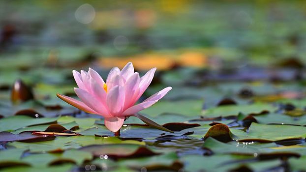 Beautiful flowering pink water lily - lotus in a garden on a small lake. Reflections on water surface.