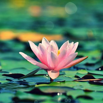 Beautiful flowering pink water lily - lotus in a garden on a small lake. Reflections on water surface.