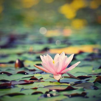 Beautiful flowering pink water lily - lotus in a garden on a small lake. Reflections on water surface.