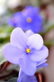 Beautiful blue-violet blooming violet flower. Colorful nature background for spring. (Saintpaulia) 