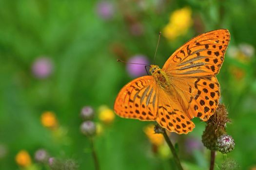 Beautiful orange butterfly on thistle. Natural colorful background. Argynnis paphia (Argynnis paphia)