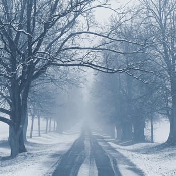 Winter landscape - frosty trees in the forest. Nature covered with snow. Beautiful seasonal natural background.