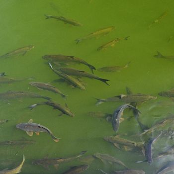 Fish in water. Common carp (Cyprinus carpio) Concept for sport fishing and animals in nature