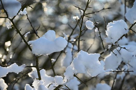 Winter landscape. Frost on branches. Beautiful winter seasonal natural background.