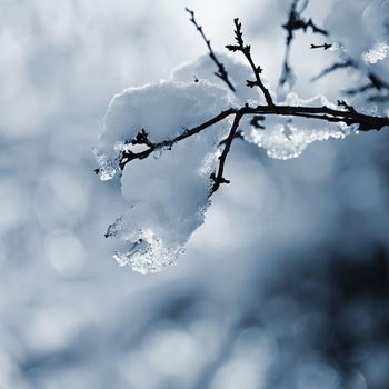 Winter landscape. Frost on branches. Beautiful winter seasonal natural background.