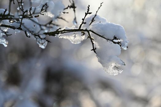 Winter landscape. Frost on branches. Beautiful winter seasonal natural background.