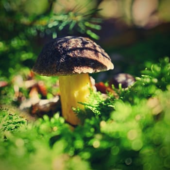 Beautiful small mushroom in the forest with colorful natural background.