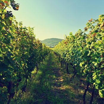 Grapes in the vineyard. Beautiful natural colorful background with wine.