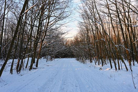 Winter landscape. Frost and snow on branches. Beautiful winter seasonal natural background.