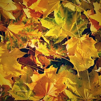 Autumn background with colored leaves on wooden board. Flat lay, top view, copy space.