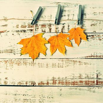 Autumn background with colored leaves on wooden board. Flat lay, top view, copy space.