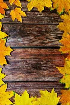 Autumn background with colored leaves on wooden board. Flat lay, top view, copy space.