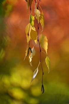 Beautiful colorful autumn leaves on tree. Colorful nature background and concept for autumn season.