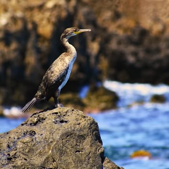 A beautiful bird sitting on a stone by the sea. Cormorant. (Phalacrocorax)