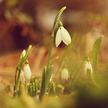 Snowdrops - Beautiful white spring flowers. The first flowering plants in spring. Natural colorful background. (Galanthus nivalis)