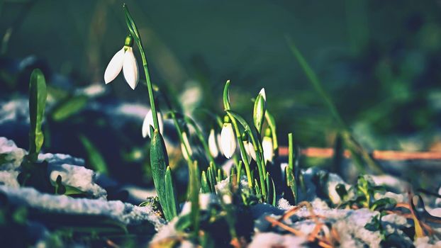 Snowdrops - Beautiful white spring flowers. The first flowering plants in spring. Natural colorful background. (Galanthus nivalis)