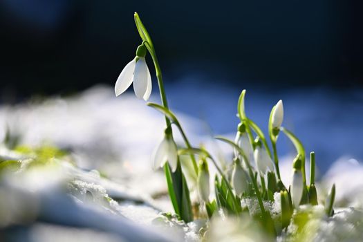 Snowdrops - Beautiful white spring flowers. The first flowering plants in spring. Natural colorful background. (Galanthus nivalis)