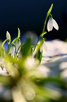 Snowdrops - Beautiful white spring flowers. The first flowering plants in spring. Natural colorful background. (Galanthus nivalis)