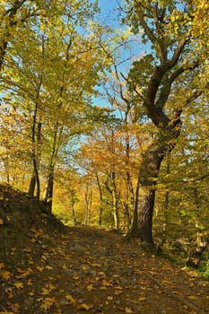 Beautiful autumn landscape. Natural colorful background