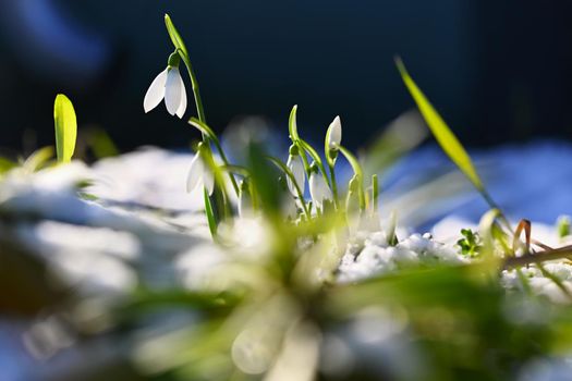 Snowdrops - Beautiful white spring flowers. The first flowering plants in spring. Natural colorful background. (Galanthus nivalis)