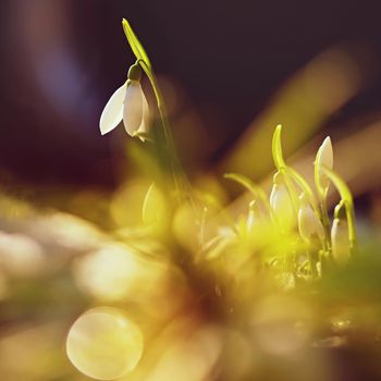 Snowdrops - Beautiful white spring flowers. The first flowering plants in spring. Natural colorful background. (Galanthus nivalis)