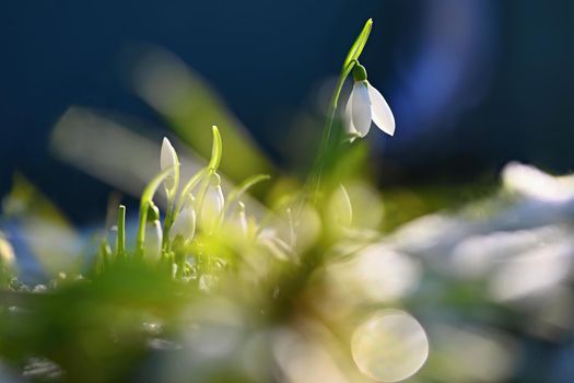 Snowdrops - Beautiful white spring flowers. The first flowering plants in spring. Natural colorful background. (Galanthus nivalis)