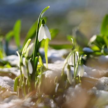 Snowdrops - Beautiful white spring flowers. The first flowering plants in spring. Natural colorful background. (Galanthus nivalis)