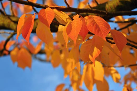 Seasonal nature concept. Autumn colorful leaves on trees. Beautiful natural colorful background.