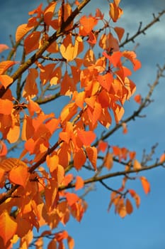 Seasonal nature concept. Autumn colorful leaves on trees. Beautiful natural colorful background.