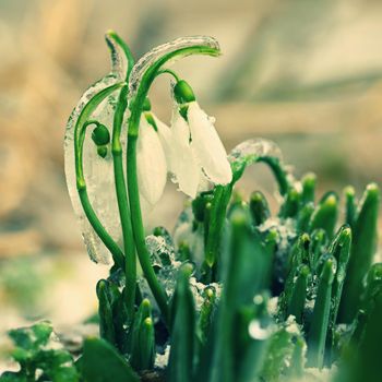 Ice and frozen snowdrops - Beautiful white spring flowers. The first flowering plants in spring. Natural colorful background. (Galanthus nivalis)