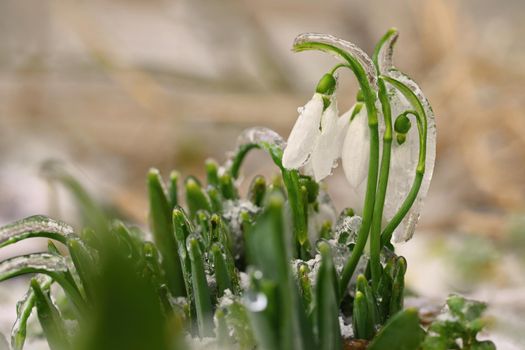 Ice and frozen snowdrops - Beautiful white spring flowers. The first flowering plants in spring. Natural colorful background. (Galanthus nivalis)