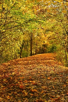 Beautiful autumn landscape. Natural colorful background