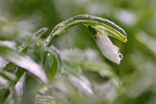 Ice and frozen snowdrops - Beautiful white spring flowers. The first flowering plants in spring. Natural colorful background. (Galanthus nivalis)