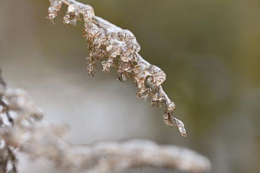 Winter landscape. Frost on branches. Beautiful winter seasonal natural background.