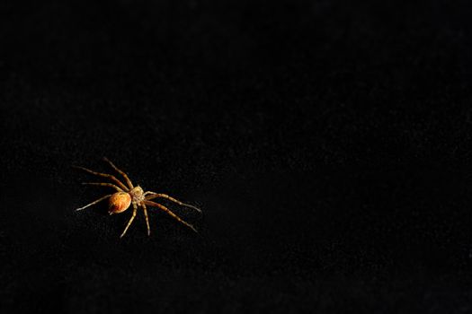 Predatory spider isolated on black background