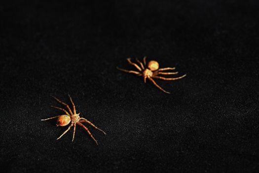 Predatory spider isolated on black background