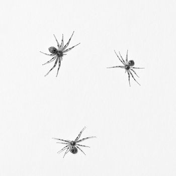 Predatory spider isolated on white background.