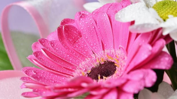 Beautiful colorful daisy flowers.Gerbera. Spring background - garden.