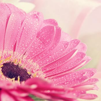 Beautiful colorful daisy flowers.Gerbera. Spring background - garden.